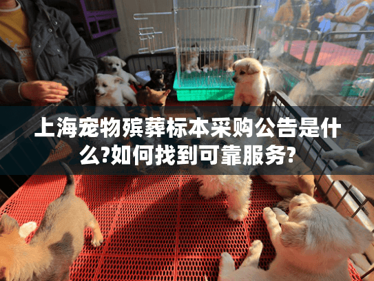 上海宠物殡葬标本采购公告是什么?如何找到可靠服务?