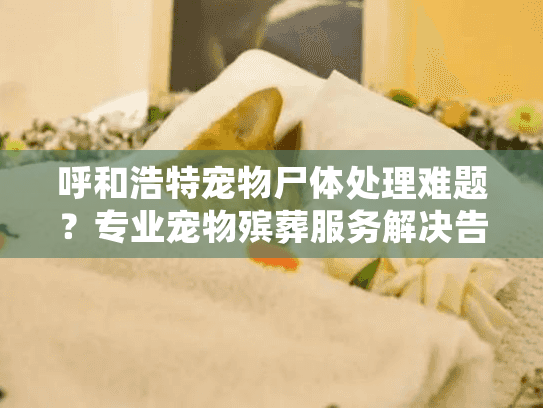 呼和浩特宠物尸体处理难题？专业宠物殡葬服务解决告别之忧
