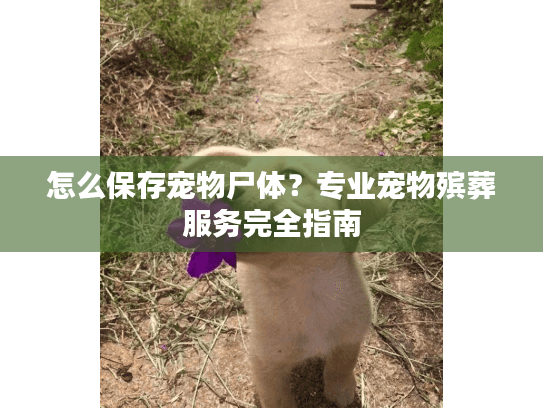 怎么保存宠物尸体？专业宠物殡葬服务完全指南
