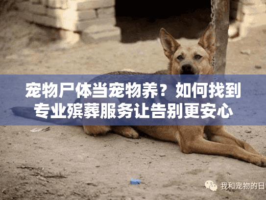 宠物尸体当宠物养？如何找到专业殡葬服务让告别更安心