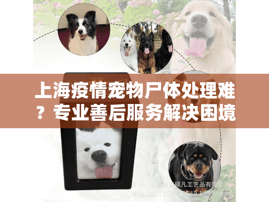 上海疫情宠物尸体处理难？专业善后服务解决困境