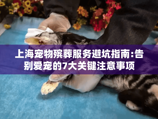 上海宠物殡葬服务避坑指南:告别爱宠的7大关键注意事项