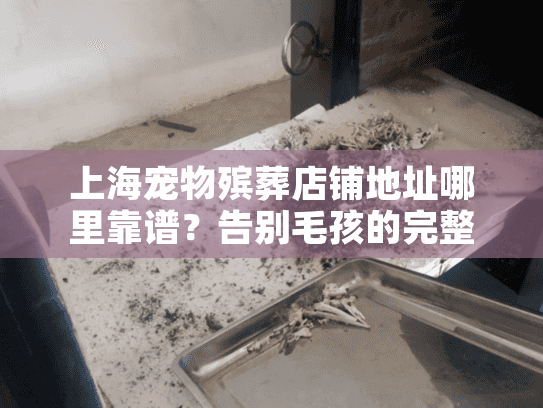上海宠物殡葬店铺地址哪里靠谱？告别毛孩的完整指南