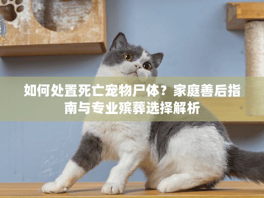 如何处置死亡宠物尸体？家庭善后指南与专业殡葬选择解析
