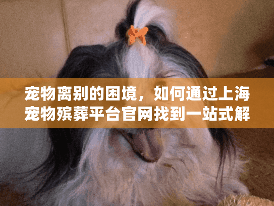 宠物离别的困境，如何通过上海宠物殡葬平台官网找到一站式解决方案