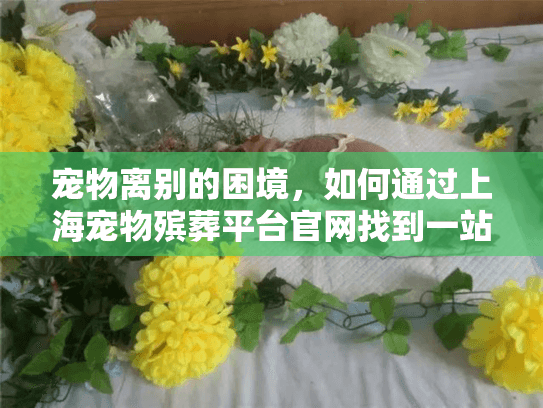 宠物离别的困境，如何通过上海宠物殡葬平台官网找到一站式解决方案