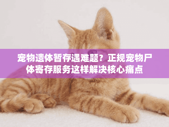 宠物遗体暂存遇难题？正规宠物尸体寄存服务这样解决核心痛点