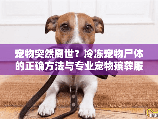 宠物突然离世？冷冻宠物尸体的正确方法与专业宠物殡葬服务指南