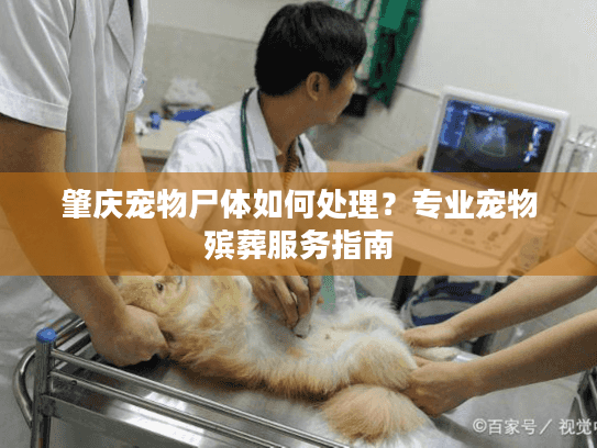 肇庆宠物尸体如何处理？专业宠物殡葬服务指南