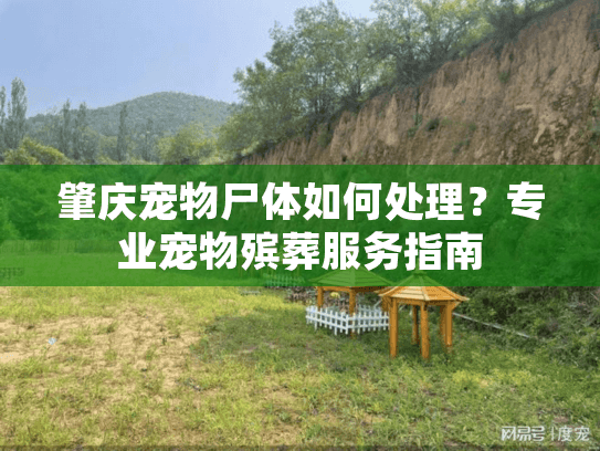 肇庆宠物尸体如何处理？专业宠物殡葬服务指南