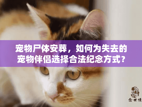 宠物尸体安葬，如何为失去的宠物伴侣选择合法纪念方式？