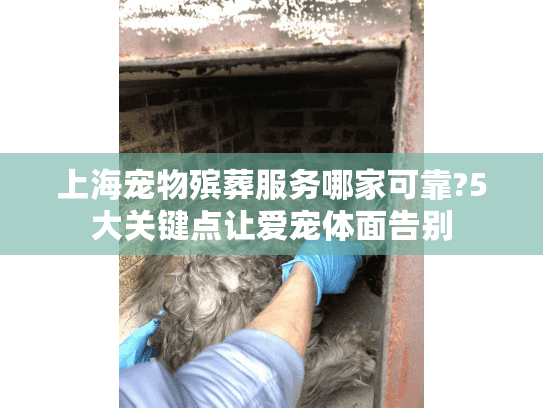 上海宠物殡葬服务哪家可靠?5大关键点让爱宠体面告别