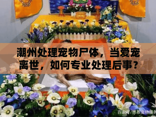 潮州处理宠物尸体，当爱宠离世，如何专业处理后事？