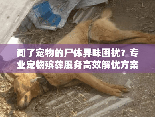闻了宠物的尸体异味困扰？专业宠物殡葬服务高效解忧方案