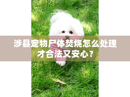 涉县宠物尸体焚烧怎么处理才合法又安心？
