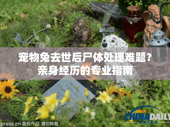 宠物兔去世后尸体处理难题？亲身经历的专业指南