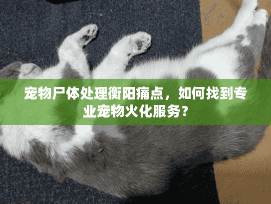宠物尸体处理衡阳痛点，如何找到专业宠物火化服务？