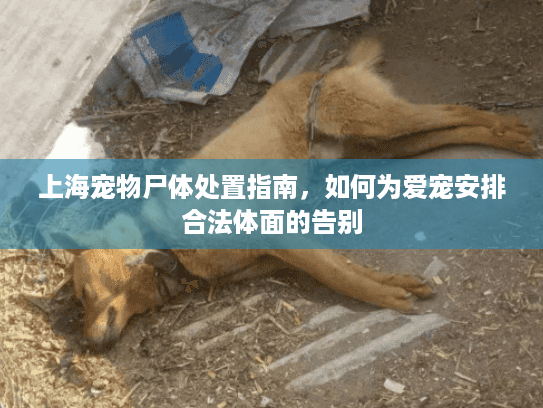 上海宠物尸体处置指南，如何为爱宠安排合法体面的告别