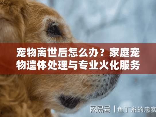宠物离世后怎么办？家庭宠物遗体处理与专业火化服务全指南