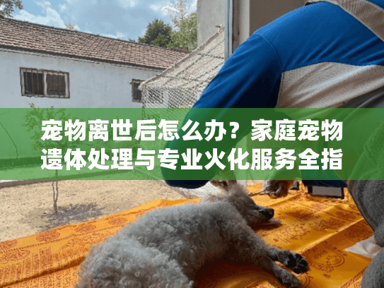 宠物离世后怎么办？家庭宠物遗体处理与专业火化服务全指南