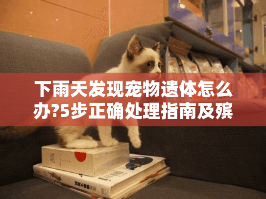下雨天发现宠物遗体怎么办?5步正确处理指南及殡葬服务选择要点
