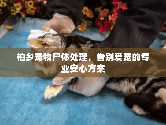 柏乡宠物尸体处理，告别爱宠的专业安心方案