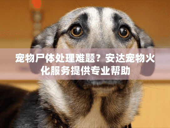 宠物尸体处理难题？安达宠物火化服务提供专业帮助