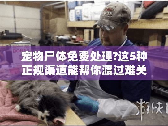 宠物尸体免费处理?这5种正规渠道能帮你渡过难关