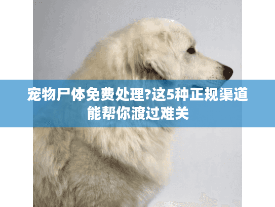 宠物尸体免费处理?这5种正规渠道能帮你渡过难关