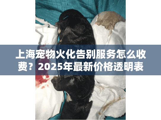 上海宠物火化告别服务怎么收费？2025年最新价格透明表