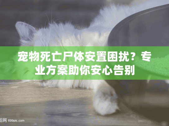 宠物死亡尸体安置困扰？专业方案助你安心告别