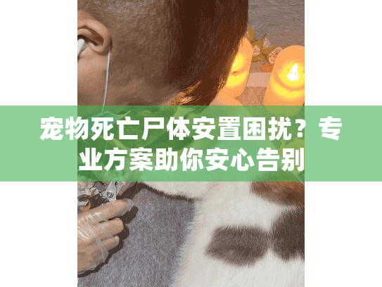 宠物死亡尸体安置困扰？专业方案助你安心告别