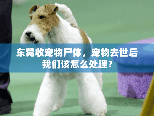 东莞收宠物尸体，宠物去世后我们该怎么处理？