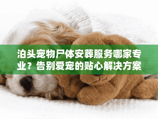 泊头宠物尸体安葬服务哪家专业？告别爱宠的贴心解决方案