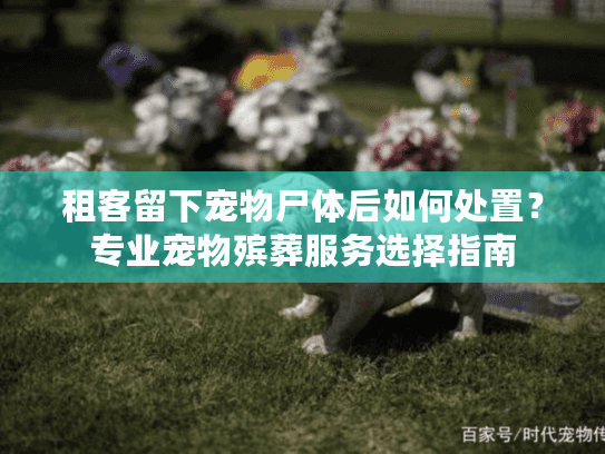 租客留下宠物尸体后如何处置？专业宠物殡葬服务选择指南