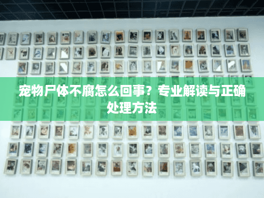 宠物尸体不腐怎么回事？专业解读与正确处理方法
