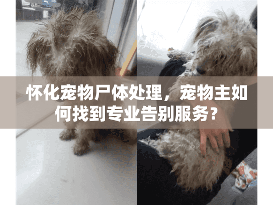 怀化宠物尸体处理，宠物主如何找到专业告别服务？