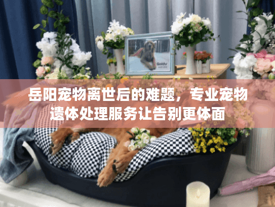 岳阳宠物离世后的难题，专业宠物遗体处理服务让告别更体面