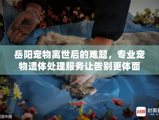 岳阳宠物离世后的难题，专业宠物遗体处理服务让告别更体面