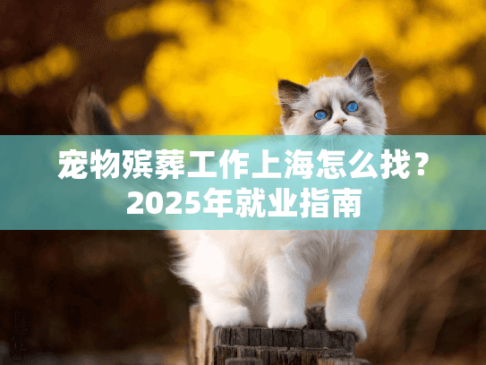 宠物殡葬工作上海怎么找？2025年就业指南