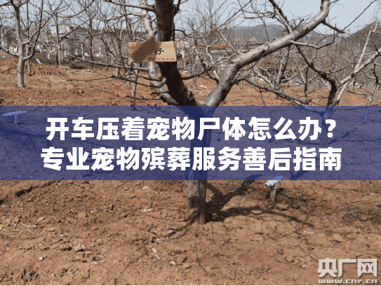 开车压着宠物尸体怎么办？专业宠物殡葬服务善后指南