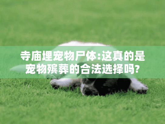 寺庙埋宠物尸体:这真的是宠物殡葬的合法选择吗?