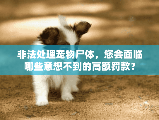 非法处理宠物尸体，您会面临哪些意想不到的高额罚款？