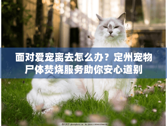 面对爱宠离去怎么办？定州宠物尸体焚烧服务助你安心道别