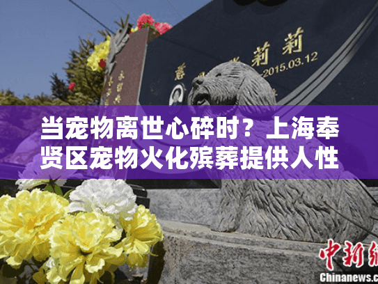 当宠物离世心碎时？上海奉贤区宠物火化殡葬提供人性化专业服务