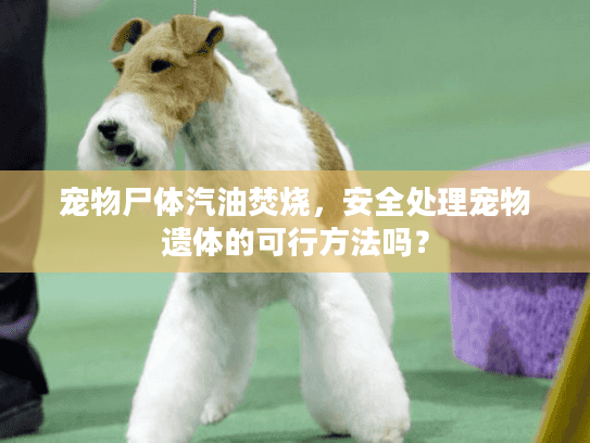宠物尸体汽油焚烧，安全处理宠物遗体的可行方法吗？