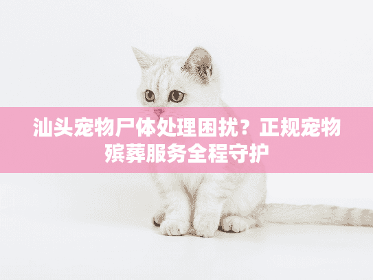 汕头宠物尸体处理困扰？正规宠物殡葬服务全程守护