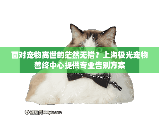面对宠物离世的茫然无措？上海极光宠物善终中心提供专业告别方案