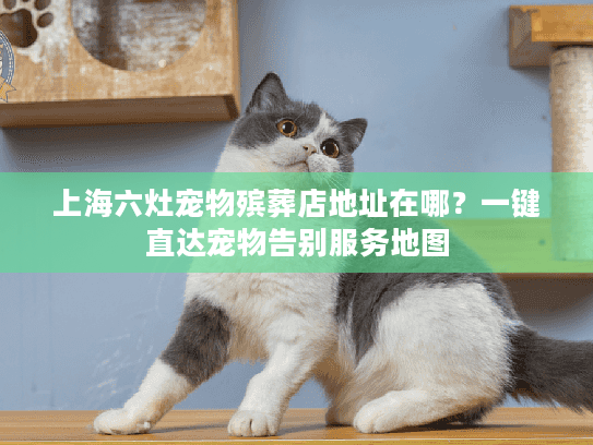 上海六灶宠物殡葬店地址在哪？一键直达宠物告别服务地图