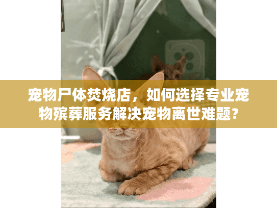 宠物尸体焚烧店，如何选择专业宠物殡葬服务解决宠物离世难题？